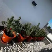 1st Time Grower