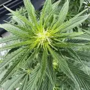 1st Time Grower