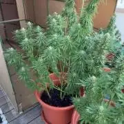 1st Time Grower