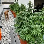 1st Time Grower