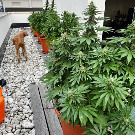 1st Time Grower
