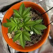 White Gorilla Haze