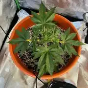 Jamaican Pearl