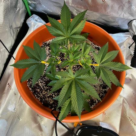 Jamaican Pearl