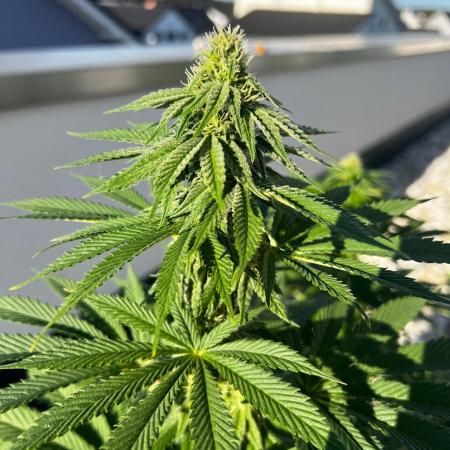 1st Time Grower