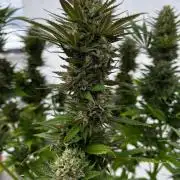 1st Time Grower