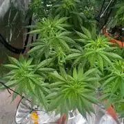 Tangerine Sugar