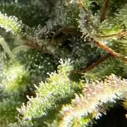 1st Time Grower