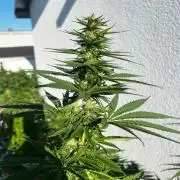 1st Time Grower