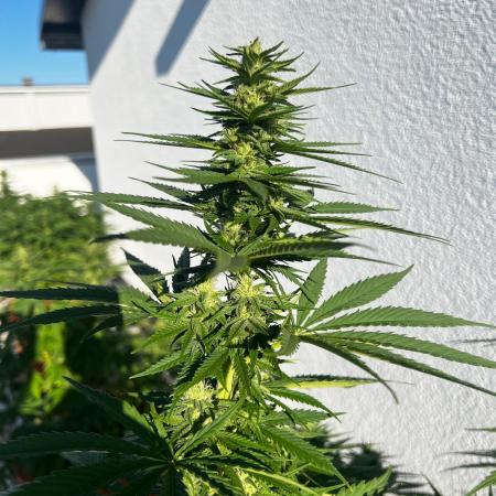1st Time Grower