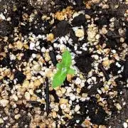 Jamaican Pearl