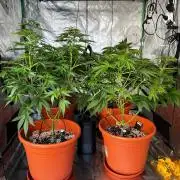 Jamaican Pearl