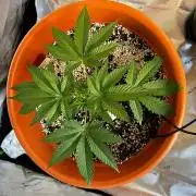 Jamaican Pearl