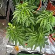 Tangerine Sugar