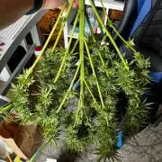 1st Time Grower