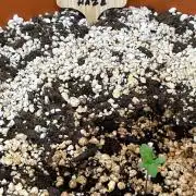 White Gorilla Haze