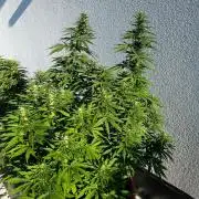 1st Time Grower