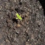 1st Time Grower