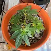 Tangerine Sugar