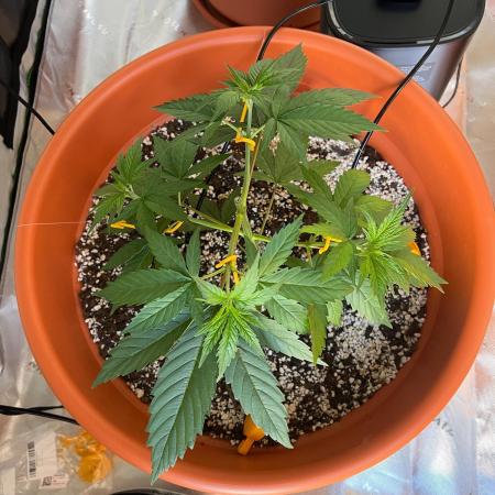 Tangerine Sugar