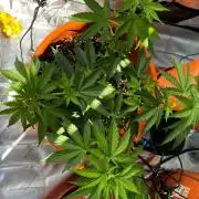 Tangerine Sugar