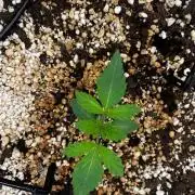 White Gorilla Haze