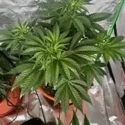 White Gorilla Haze