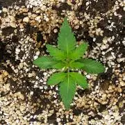 Jamaican Pearl