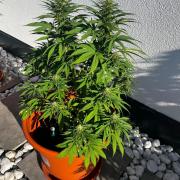 1st Time Grower