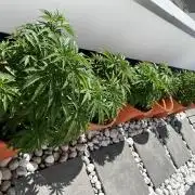 1st Time Grower