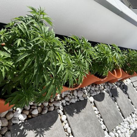 1st Time Grower