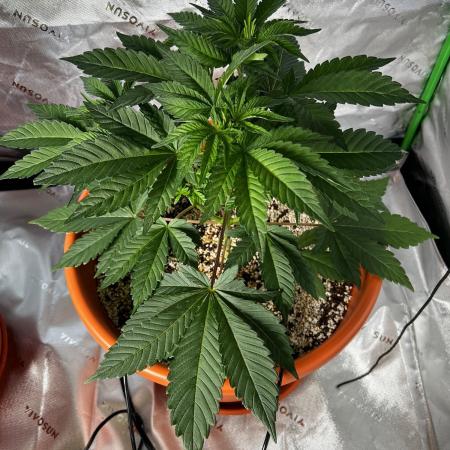 White Gorilla Haze