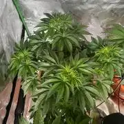 Jamaican Pearl