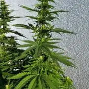 1st Time Grower