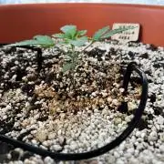 White Gorilla Haze