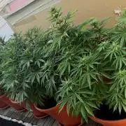 1st Time Grower