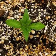 Jamaican Pearl