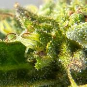 1st Time Grower
