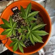 Pineapple Jack