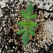 White Gorilla Haze