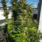 1st Time Grower