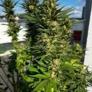 1st Time Grower