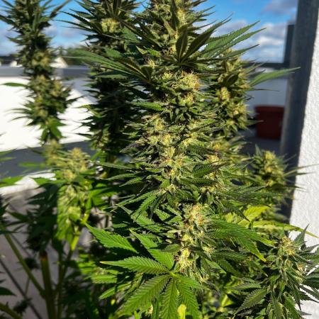 1st Time Grower