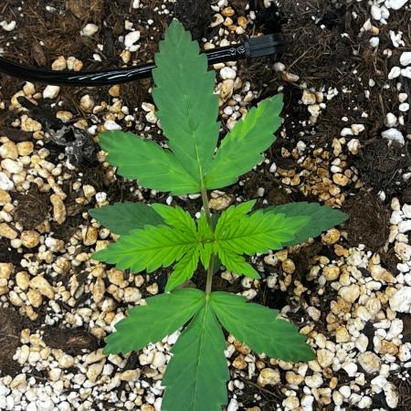 Tangerine Sugar