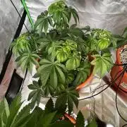 Jamaican Pearl