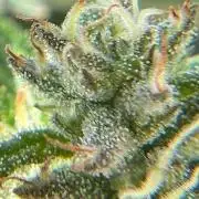 1st Time Grower