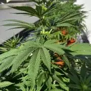 1st Time Grower