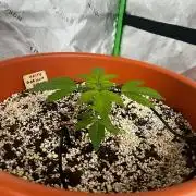 White Gorilla Haze