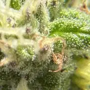 1st Time Grower