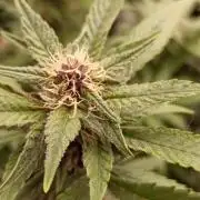 L.A. Sugar & BigBud 2026